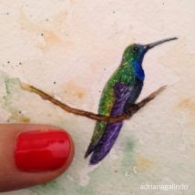 Miniatura Beija-flor/Hummingbird, aquarela, watercolor. Vendido/sold