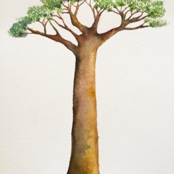 37 Baobá, arvore 37 / Baobab, tree 37 - available, / disponível